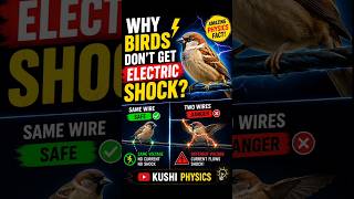 Why Birds Don’t Get Electric Shock? ⚡ | Amazing Physics Fact