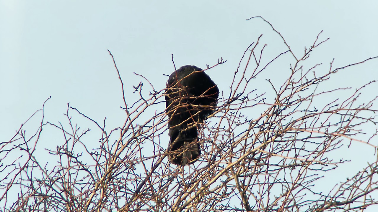 Carrion Crow (Corvus corone) - calling from a tree @ Rye Harbour 
