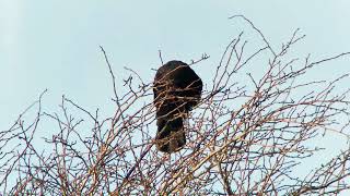 Carrion Crow Corvus Corone - Calling From A Tree Rye Harbour