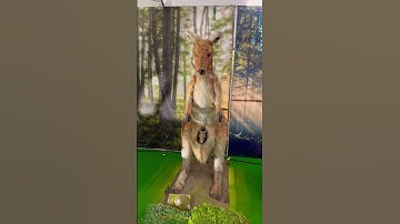 Robotic Marsupial Marvel: Kangaroo with Baby in Mechanized Pouch on Mars ! | #kangaroo #marsupials