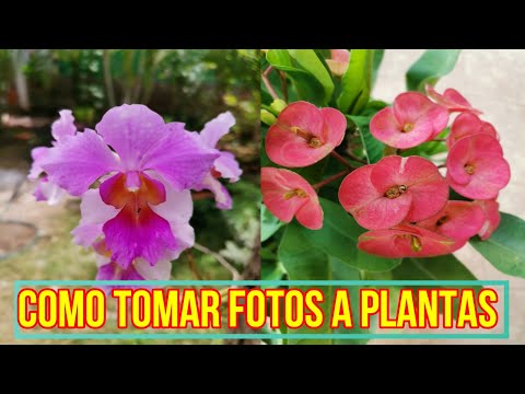 Video: Tomar buenas fotografías de plantas: cómo fotografiar plantas en el jardín