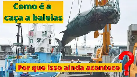 Como se caça baleia?