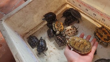 Giới thiệu các loại rùa hiện có. Mời các bạn cùng xem ạ.