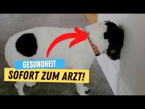 Bring deinen Hund