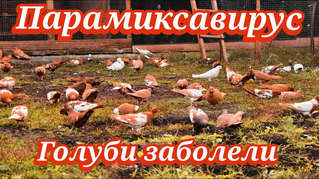 Голуби и Парамиксовирус
