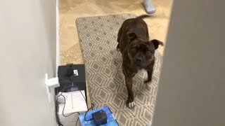 Adorable Staffy Embarks On A Quest To Uncover Mom's Secret Hiding Spot by PUDDY THE DOG 1,167 views 1 month ago 1 minute, 49 seconds