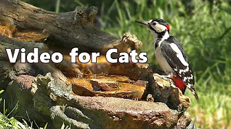 Cat TV ~ Birds for Cats to Watch on The Little Waterfall by Paul Dinning