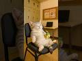 「むぎのスーパーマーケットのバイトの1日に密着」 #cat #バイト #animation #マンチカン #funnycats #動物 #cute #猫 #funny #cutecat