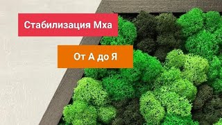 картинка: Стабилизация Мха от А до Я. Специфика, нюансы, мелочи, технология.