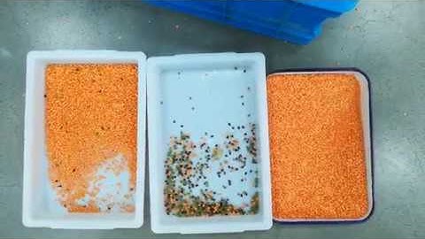 Red Lentils  Color Sorting by Our Optical Color Sorter Machine