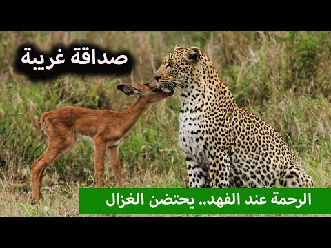 الرحمة عند الفهد مشهد مؤثر عبد الدائم الكحيل