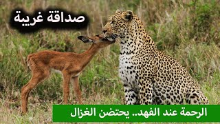 الرحمة عند الفهد... مشهد مؤثر | عبد الدائم الكحيل