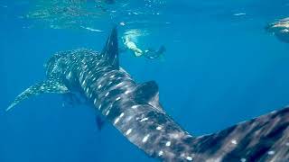 Cute Whale Behavior - Animal Universe