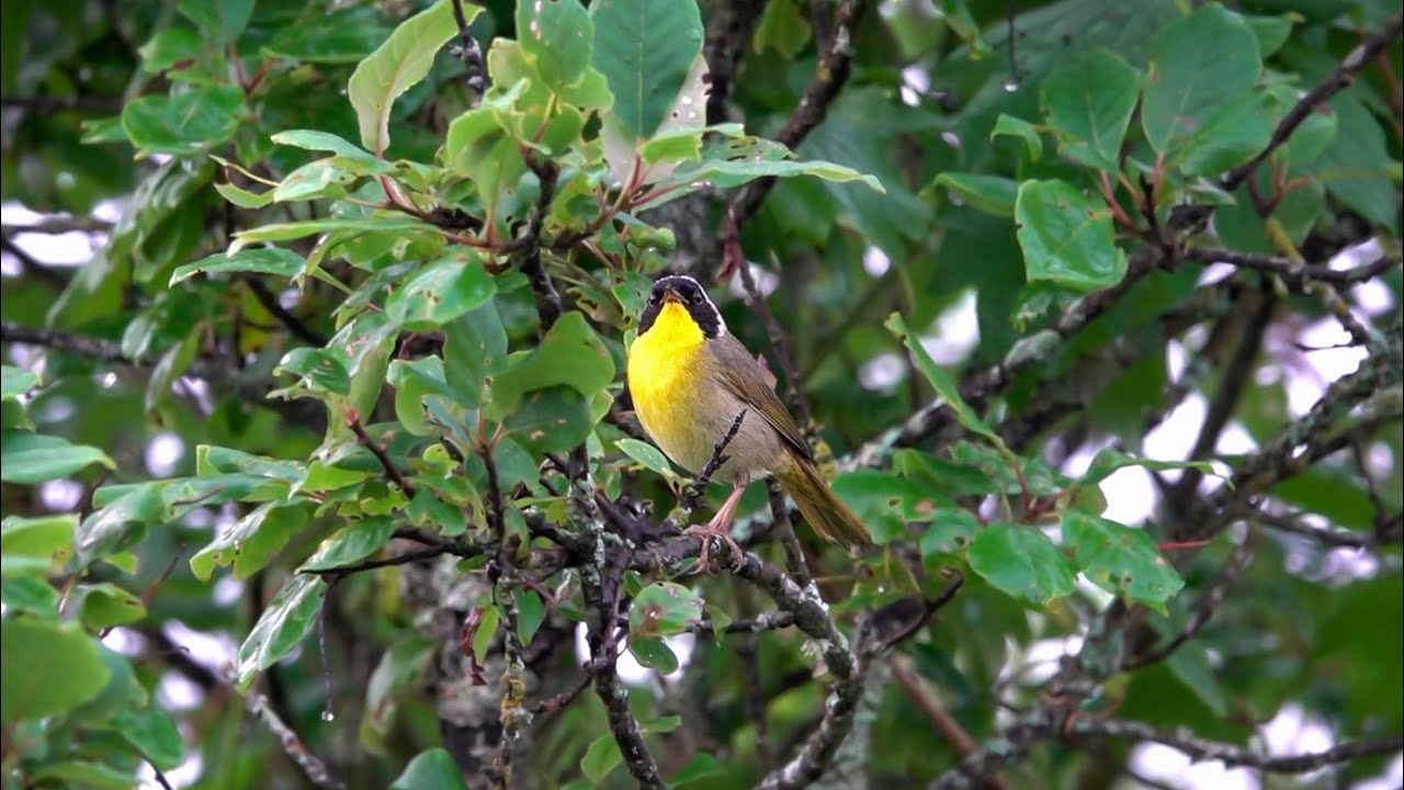 Common Yellowthroat: Chatter Call (12 July 2024)