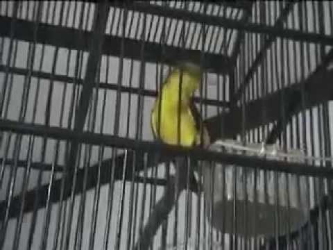 Mengetahui Jenis Burung Mantenan Yang Ada Di Indonesia Burung