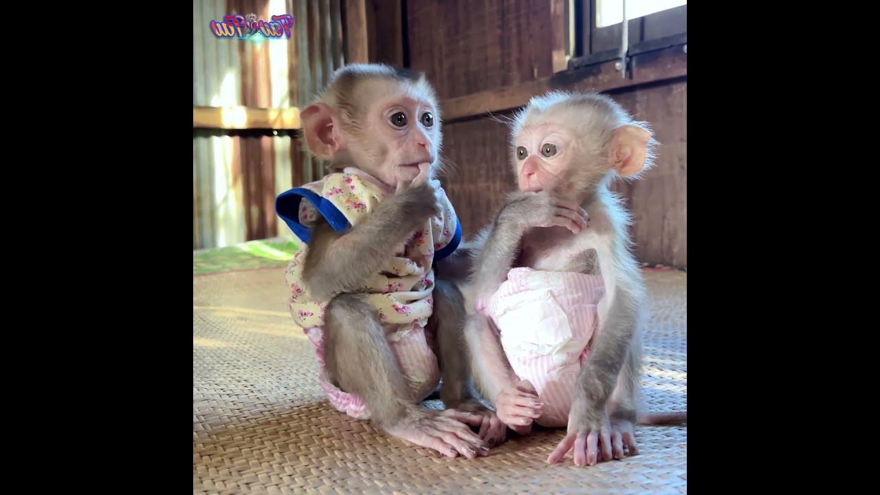 #baby monkey #baby monkeys #baby monkey Attacked #baby monkey crying #