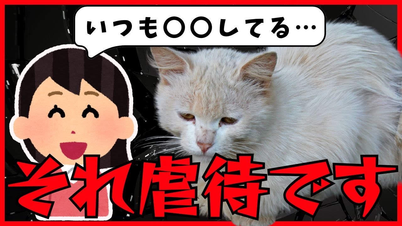 【〇〇は虐待】可愛いだけで猫を飼わないでください