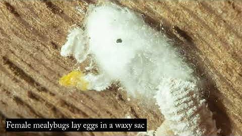 Monitoring for Vine Mealybug