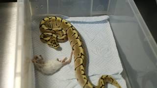 How to assist feed a ball python