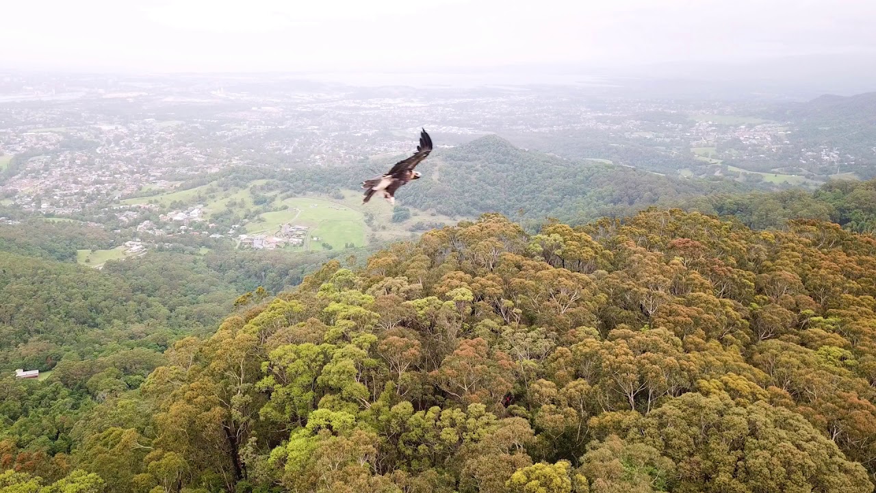 Mavic Drone: Close encounter with a Wedge Tail Eagle