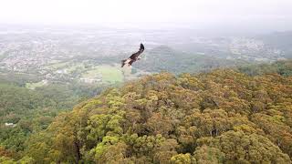 Mavic Drone: Close encounter with a Wedge Tail Eagle