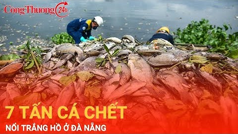 Nguyên nhân nào khiến 7 tấn cá chết nổi trắng hồ ở Đà Nẵng?| Công Thương 24h