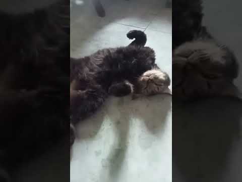 NUNGGU THR CAIR#lebaran #viral #cat