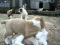 Dailylife of alabai puppies: fight fight fight ...