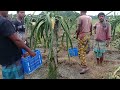 Dragon Fruit Harvest and Processing // Dragon tree care and planting