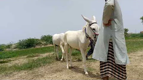 Коні Ваговози. Жеребець на Паровку. Привезли лошицю з Бачача..December 14, 2025