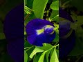 Blue herbal tea ☕️(Clitoria ternatea) Pigeonwings,Bluebellvine,Blue pea, and also Aparajita.