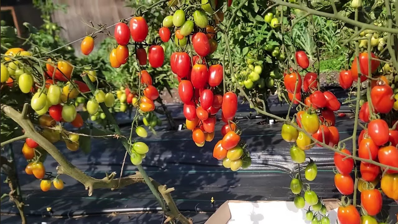 THU HOẠCH ĐÀO TIÊN,CÀ CHUA NHO CHÙM CHÙM, DƯA LEO HAI THÙNG, BÔNG CẢI MINI, ĐẬU HÀ LAN 