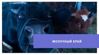 На Ставрополье увеличилась поддержка молочного животноводства