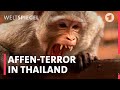 Die affen sind los thailndische stadt leidet unter affenhorden  weltspiegel