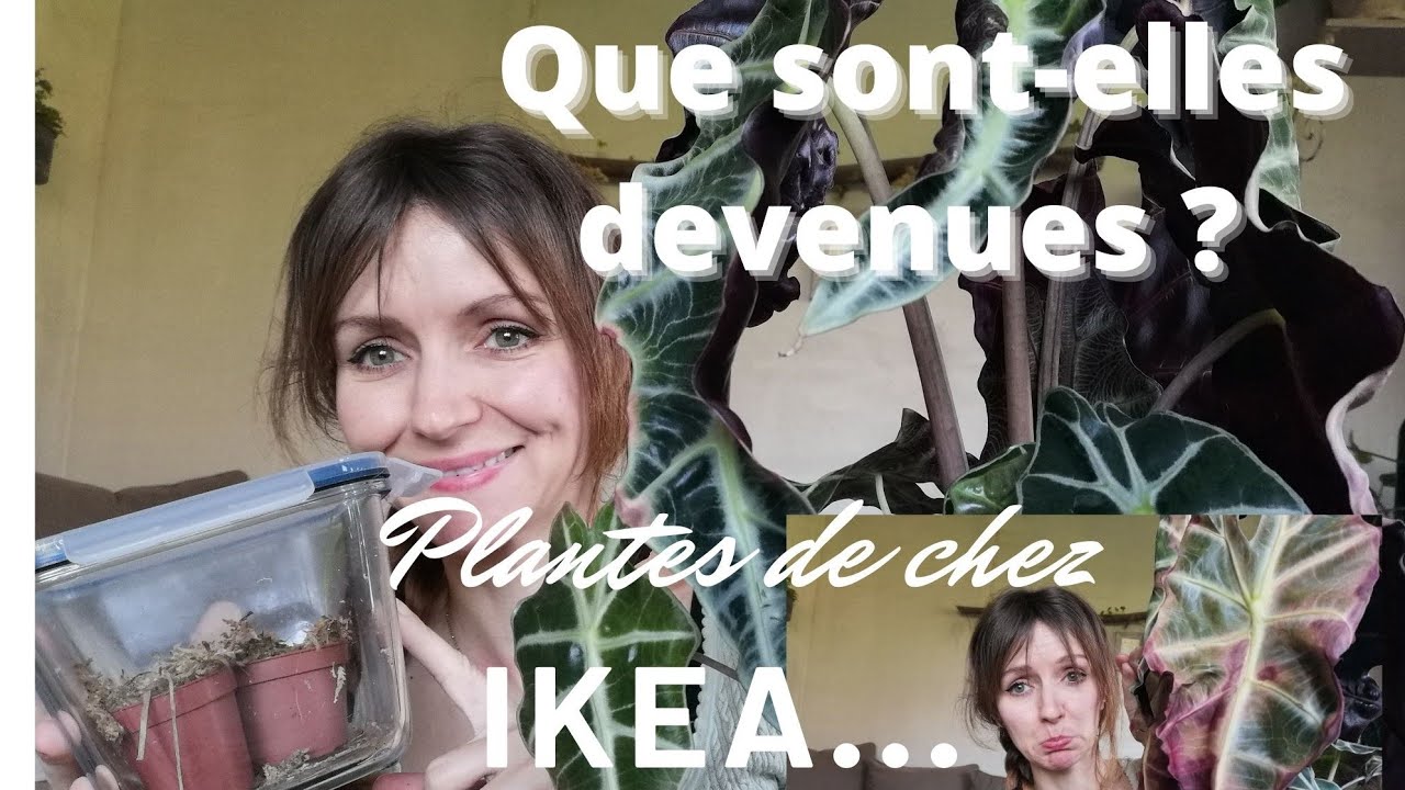 Mes plantes Ikea