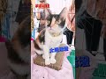 這麼皮的三花貓 你見過嗎?整天在家乒乒乓乓 #巴努 #撞斷牙齒 #活潑