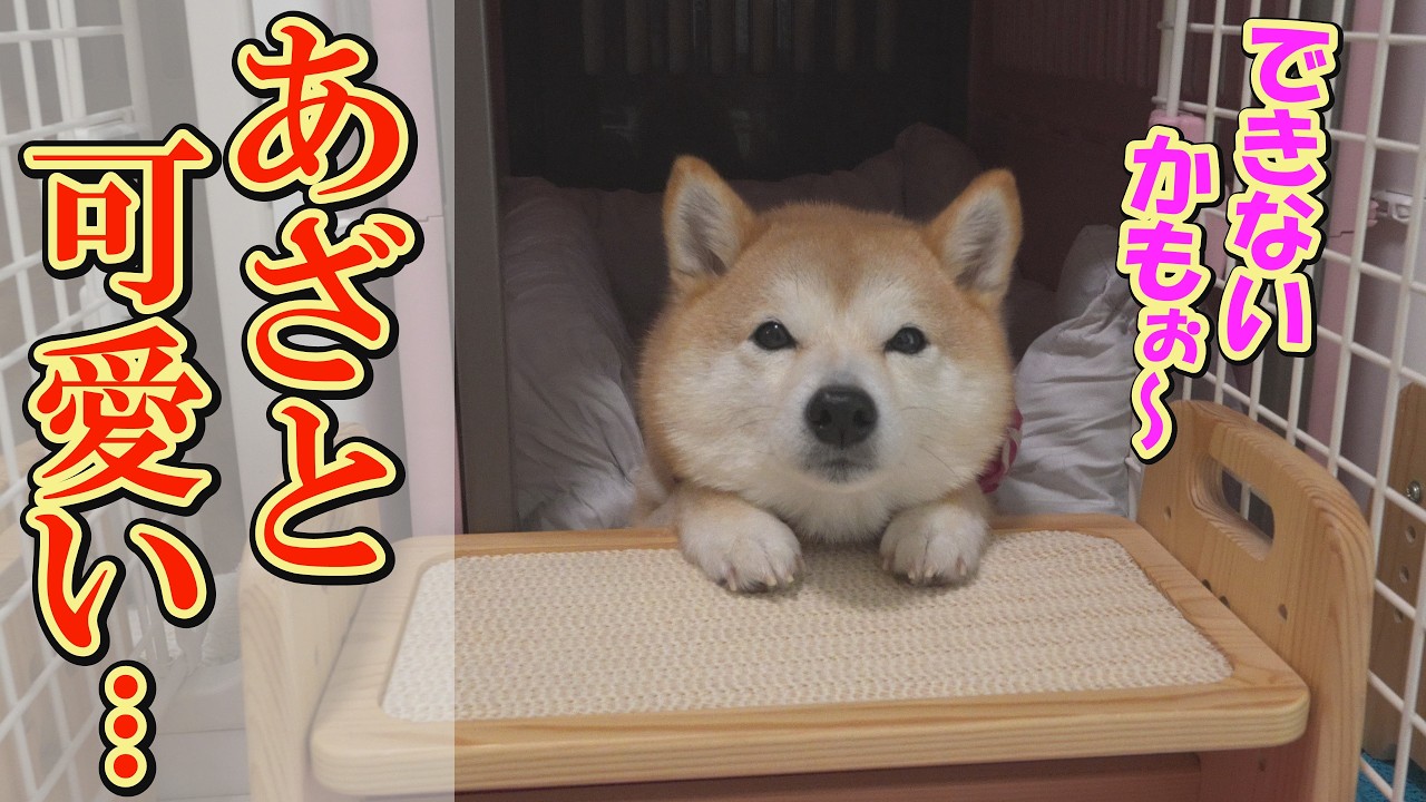 A Shiba Inu with a doll-like face is complaining that it 