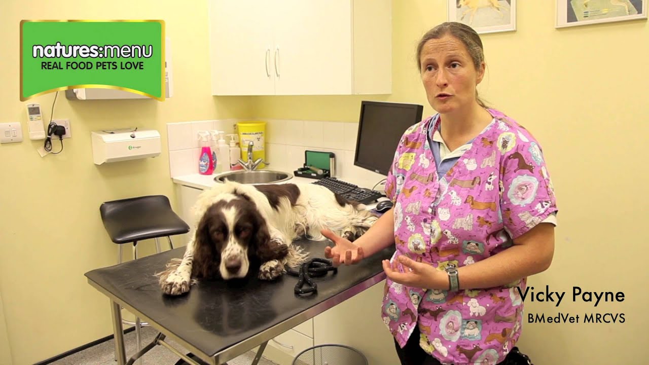 puppy paradise How could a raw diet help skin conditions?