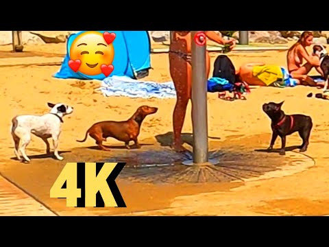 Dog Beach🐕of Barcelona, 4K, Spain 🇪🇸 Llevant beach dog area, Playa para perros / Platja per a gossos hqdefault