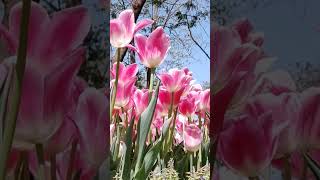 ♦  Pink Tulips  #shorstyoutube #flowers #shortsvideo #tulip #shortsyoutube #nature #relax #pink