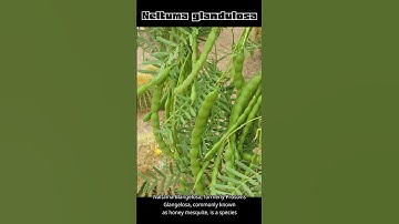 Neltuma glandulosa | Random Wikipedia Articles