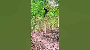 A leopard attacked a boy in a tree #vfx #wildlife #tree #animals #tiger #forast #shortvideo