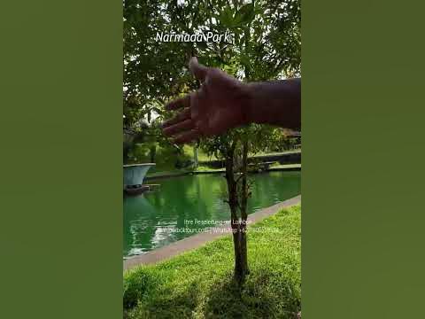 Narmada Park am Teich 7 Kolam Taman Narmada 7 shorts YouTube