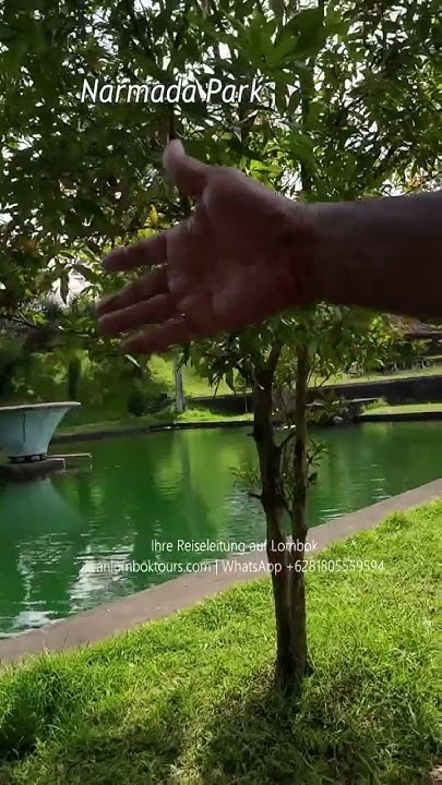 Narmada Park am Teich 7 Kolam Taman Narmada 7 shorts YouTube