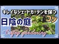 《シェードガーデン作業この時期やっておきたい！まだ間に合う！》ホスタの株分け／切り戻し／移植など