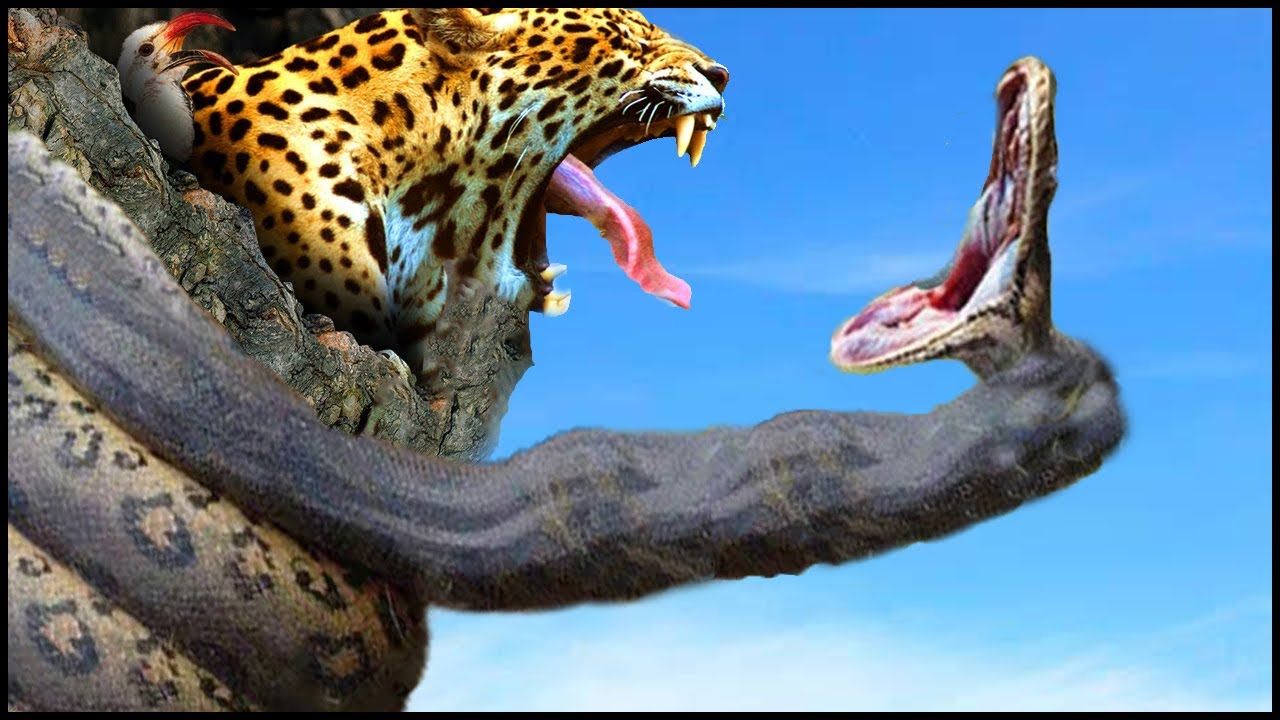 Angry! Panther rushes to rescue the baby Leopard when Giant Python ...
