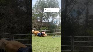 Lemme know if someone edits it #fypシ゚viral #horse #equestrianjourney #fail #fall #raw #scary #funny