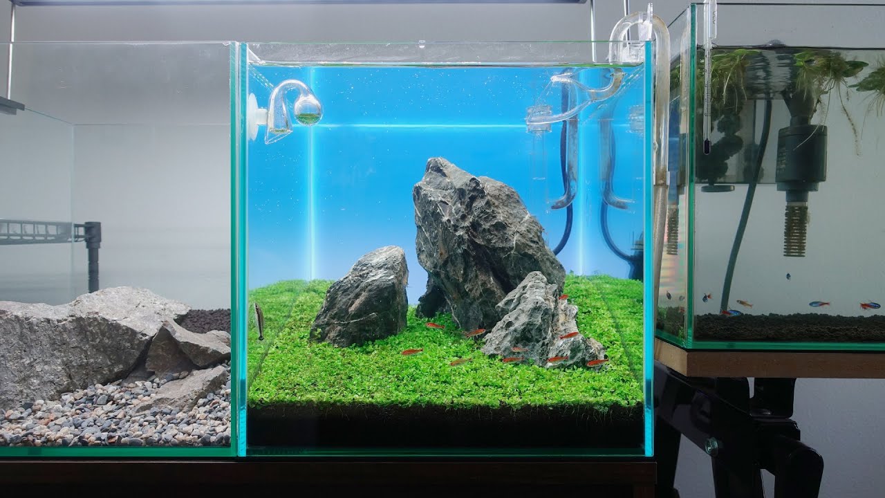 ミスト式・三尊石組・草原レイアウト。全てが初めての水槽を、立ち上げ