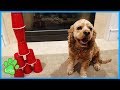 Minute To Win It Games For Dogs / Logan The Adventure Dog