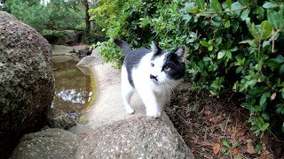 初めて訪れる公園、ハチワレ猫が道案内をしてくれた